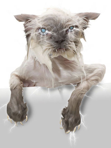 ElectricCat-MainImage-7-sm